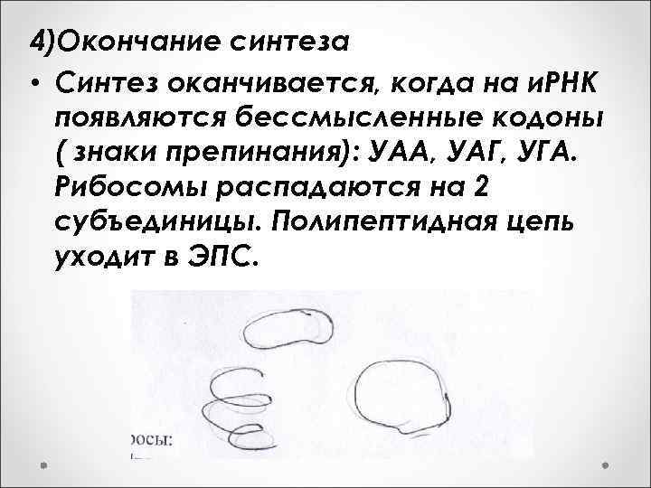 4)Окончание синтеза • Синтез оканчивается, когда на и. РНК появляются бессмысленные кодоны ( знаки