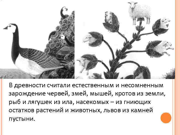 В древности считали естественным и несомненным зарождение червей, змей, мышей, кротов из земли, рыб