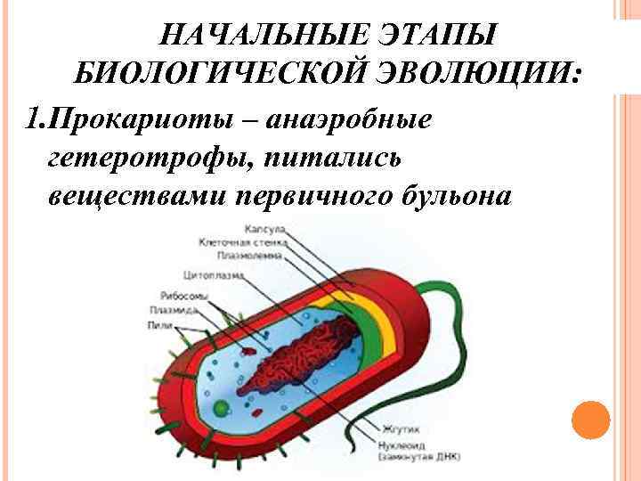 НАЧАЛЬНЫЕ ЭТАПЫ БИОЛОГИЧЕСКОЙ ЭВОЛЮЦИИ: 1. Прокариоты – анаэробные гетеротрофы, питались веществами первичного бульона 