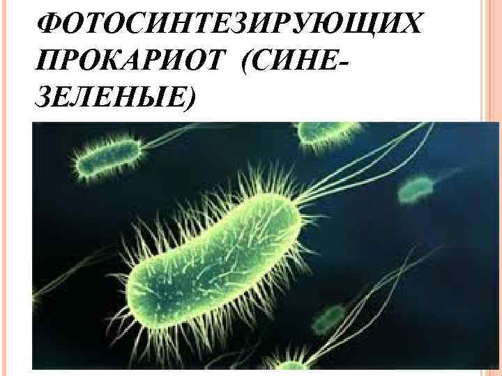 ФОТОСИНТЕЗИРУЮЩИХ ПРОКАРИОТ (СИНЕЗЕЛЕНЫЕ) 