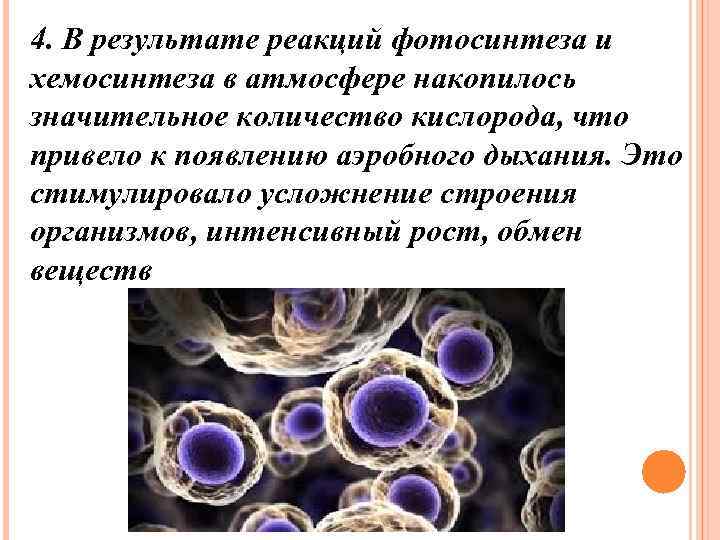 4. В результате реакций фотосинтеза и хемосинтеза в атмосфере накопилось значительное количество кислорода, что