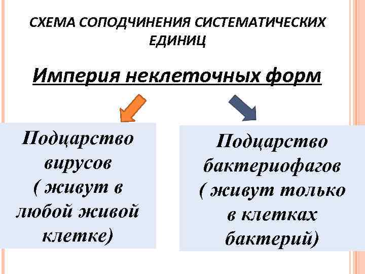 СХЕМА СОПОДЧИНЕНИЯ СИСТЕМАТИЧЕСКИХ ЕДИНИЦ Империя неклеточных форм Царство Вирусов Подцарство вирусов ( живут в