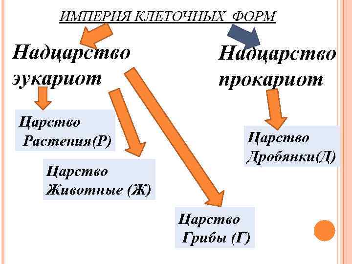ИМПЕРИЯ КЛЕТОЧНЫХ ФОРМ Надцарство эукариот Царство Растения(Р) Царство Животные (Ж) Надцарство прокариот Царство Дробянки(Д)
