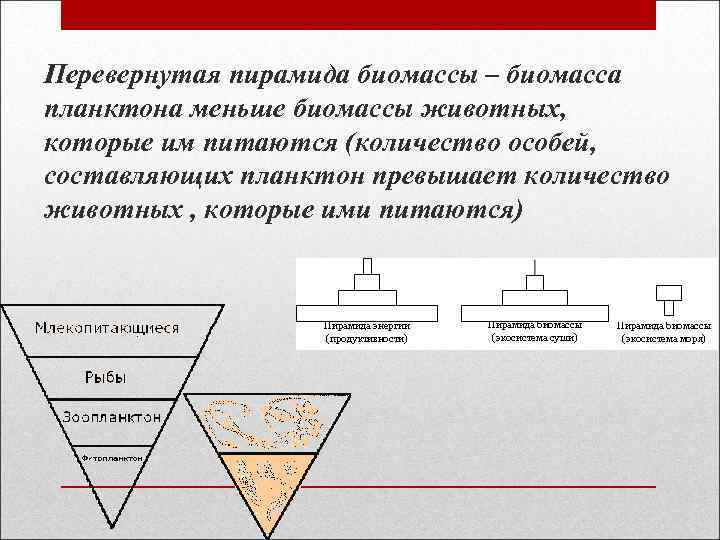 Перевернутая пирамида биомассы – биомасса планктона меньше биомассы животных, которые им питаются (количество особей,
