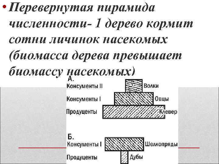  • Перевернутая пирамида численности- 1 дерево кормит сотни личинок насекомых (биомасса дерева превышает