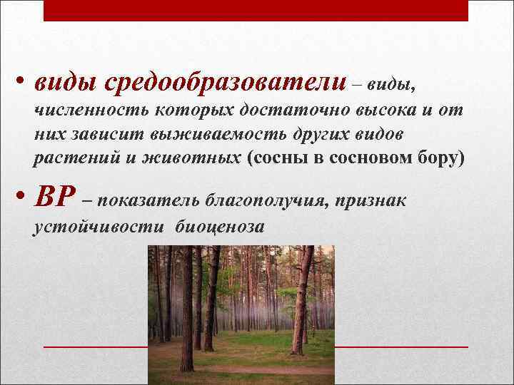  • виды средообразователи – виды, численность которых достаточно высока и от них зависит