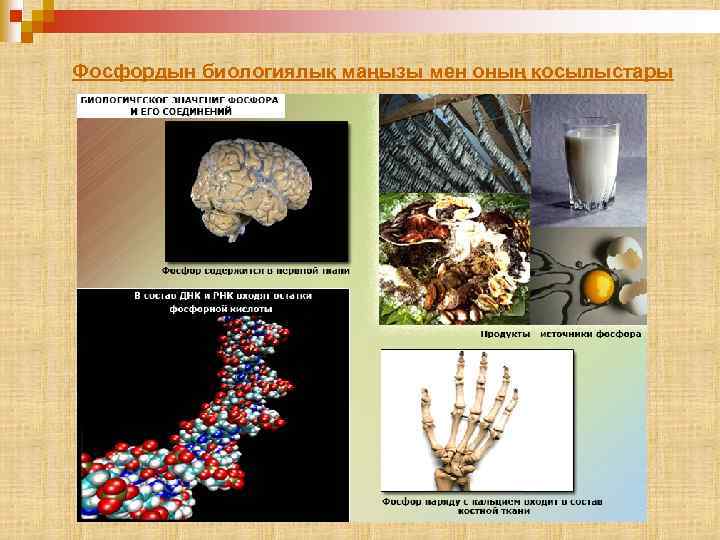 Фосфордын биологиялық маңызы мен оның қосылыстары 