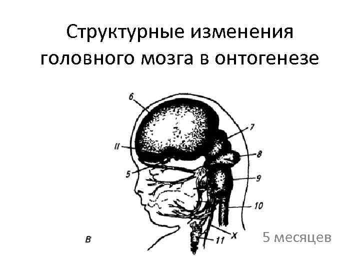 Структурные изменения головного мозга в онтогенезе 5 месяцев 