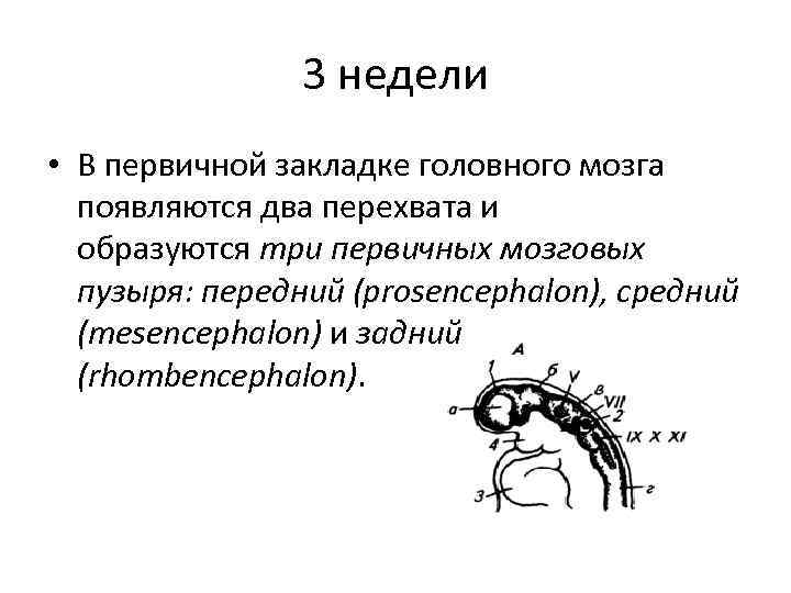 3 недели • В первичной закладке головного мозга появляются два перехвата и образуются три