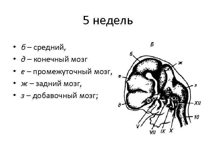 5 недель • • • б – средний, д – конечный мозг е –