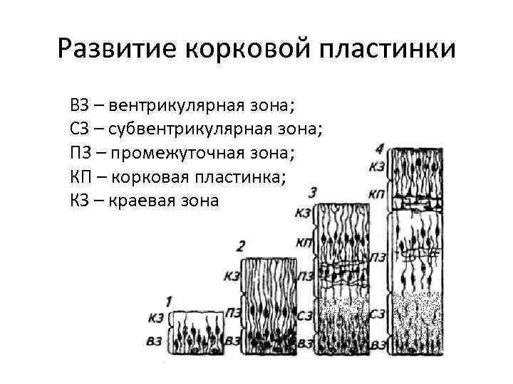 Развитие корковой пластинки ВЗ – вентрикулярная зона; СЗ – субвентрикулярная зона; П 3 –