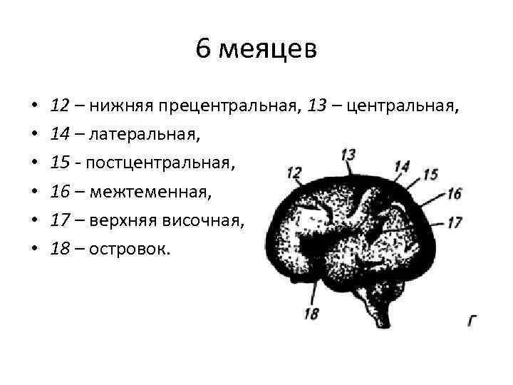 6 меяцев • • • 12 – нижняя прецентральная, 13 – центральная, 14 –