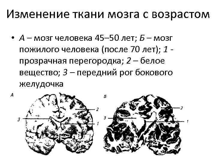 Развитие мозга возраст