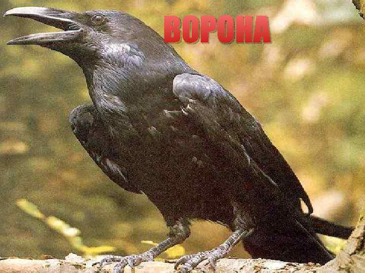ВОРОНА 