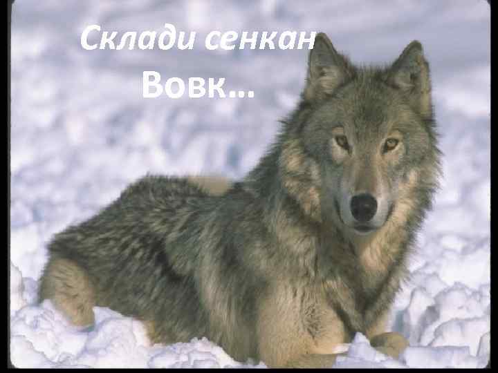 Склади сенкан Вовк… 