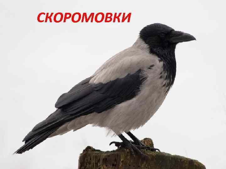 СКОРОМОВКИ 