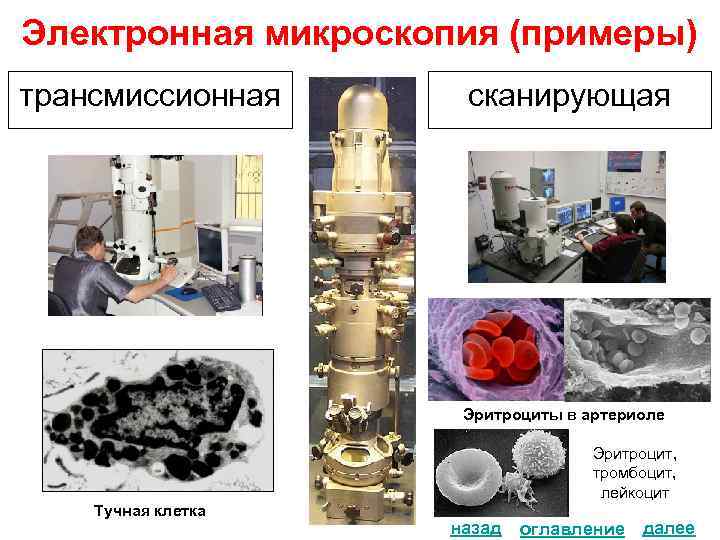 Электронная микроскопия (примеры) трансмиссионная сканирующая . . . Эритроциты в артериоле. . . Тучная