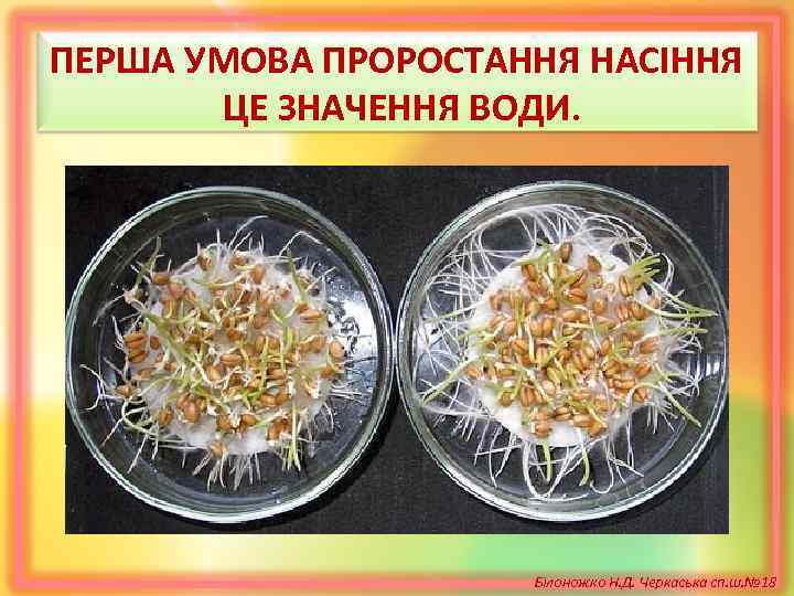 ПЕРША УМОВА ПРОРОСТАННЯ НАСІННЯ ЦЕ ЗНАЧЕННЯ ВОДИ. Білоножко Н. Д. Черкаська сп. ш. №