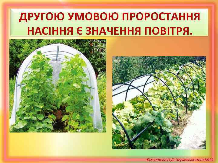 ДРУГОЮ УМОВОЮ ПРОРОСТАННЯ НАСІННЯ Є ЗНАЧЕННЯ ПОВІТРЯ. Білоножко Н. Д. Черкаська сп. ш. №