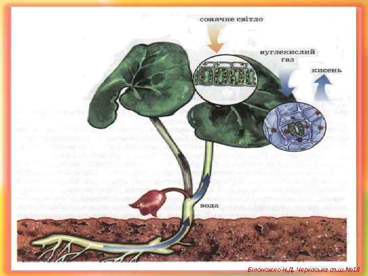 Білоножко Н. Д. Черкаська сп. ш. № 18 