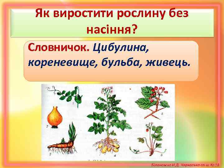 Як виростити рослину без насіння? Словничок. Цибулина, кореневище, бульба, живець. 