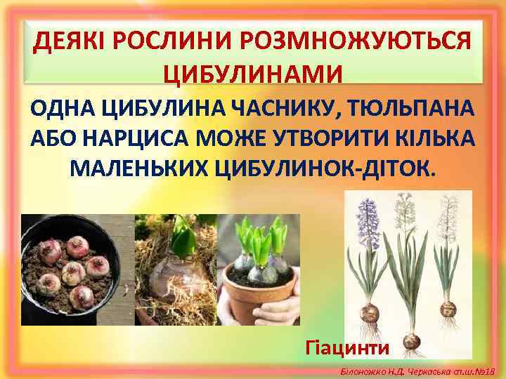 ДЕЯКІ РОСЛИНИ РОЗМНОЖУЮТЬСЯ ЦИБУЛИНАМИ ОДНА ЦИБУЛИНА ЧАСНИКУ, ТЮЛЬПАНА АБО НАРЦИСА МОЖЕ УТВОРИТИ КІЛЬКА МАЛЕНЬКИХ