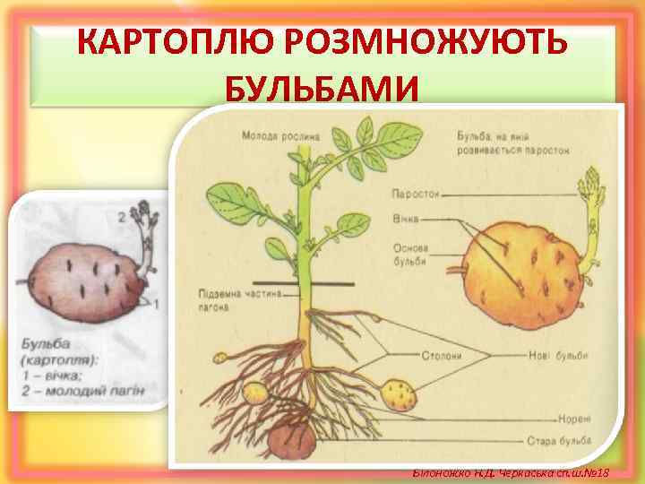КАРТОПЛЮ РОЗМНОЖУЮТЬ БУЛЬБАМИ Білоножко Н. Д. Черкаська сп. ш. № 18 