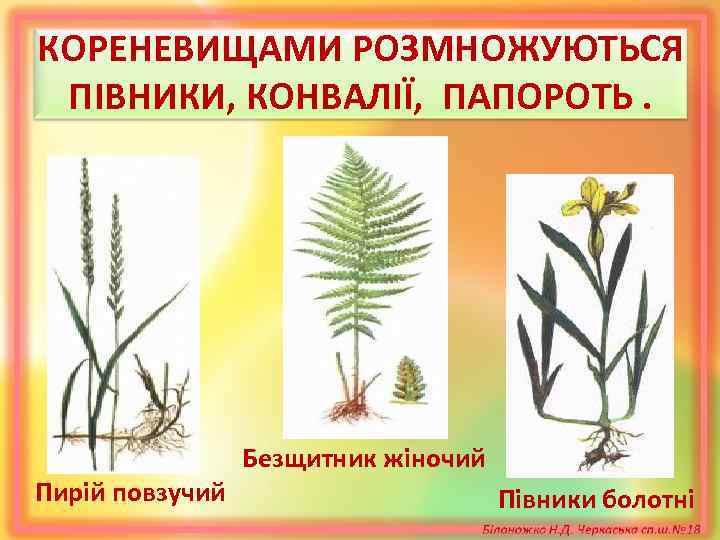 КОРЕНЕВИЩАМИ РОЗМНОЖУЮТЬСЯ ПІВНИКИ, КОНВАЛІЇ, ПАПОРОТЬ. Безщитник жіночий Пирій повзучий Півники болотні 
