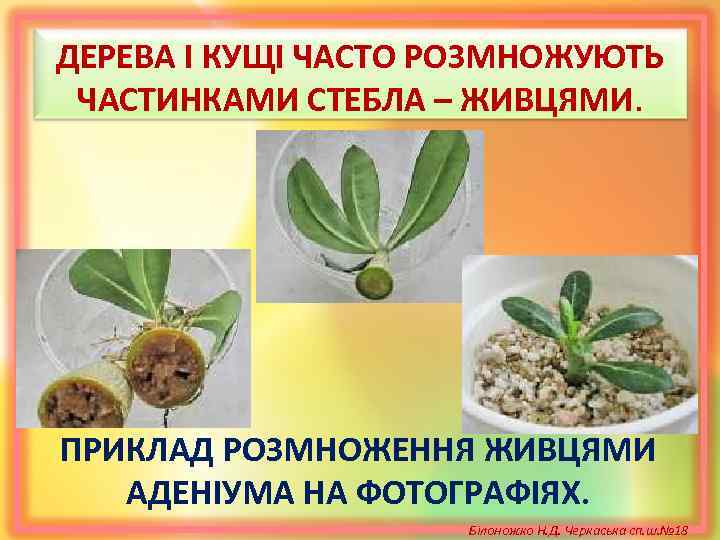 ДЕРЕВА І КУЩІ ЧАСТО РОЗМНОЖУЮТЬ ЧАСТИНКАМИ СТЕБЛА – ЖИВЦЯМИ. ПРИКЛАД РОЗМНОЖЕННЯ ЖИВЦЯМИ АДЕНІУМА НА