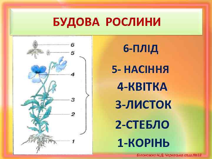 БУДОВА РОСЛИНИ 6 -ПЛІД 5 - НАСІННЯ 4 -КВІТКА 3 -ЛИСТОК 2 -СТЕБЛО 1