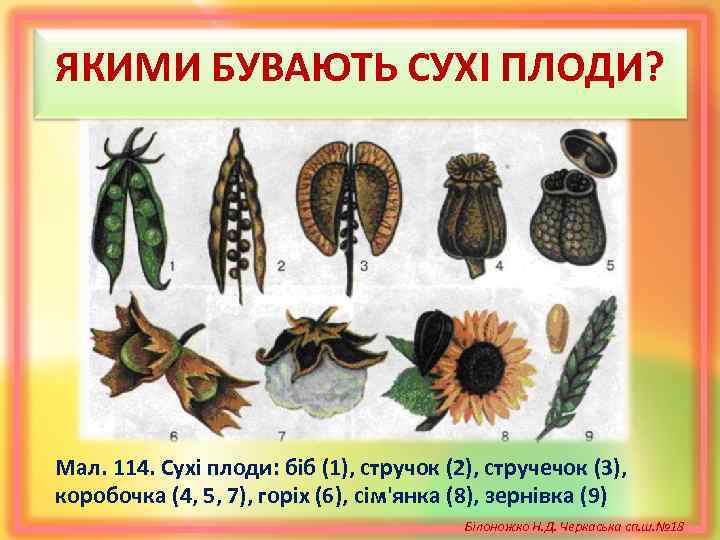 ЯКИМИ БУВАЮТЬ СУХІ ПЛОДИ? Мал. 114. Сухі плоди: біб (1), стручок (2), стручечок (3),