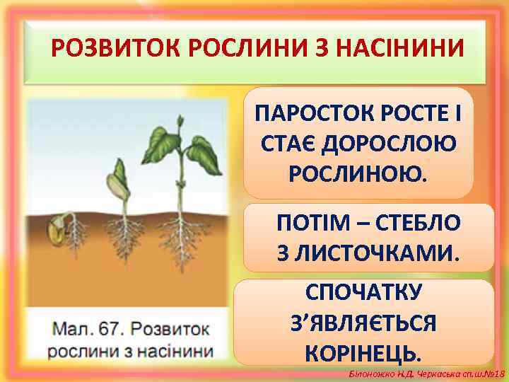 РОЗВИТОК РОСЛИНИ З НАСІНИНИ ПАРОСТОК РОСТЕ І СТАЄ ДОРОСЛОЮ РОСЛИНОЮ. ПОТІМ – СТЕБЛО З