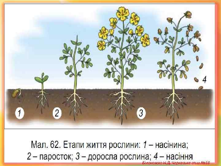 Білоножко Н. Д. Черкаська сп. ш. № 18 