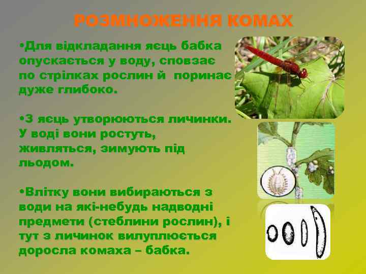 РОЗМНОЖЕННЯ КОМАХ • Для відкладання яєць бабка опускається у воду, сповзає по стрілках рослин