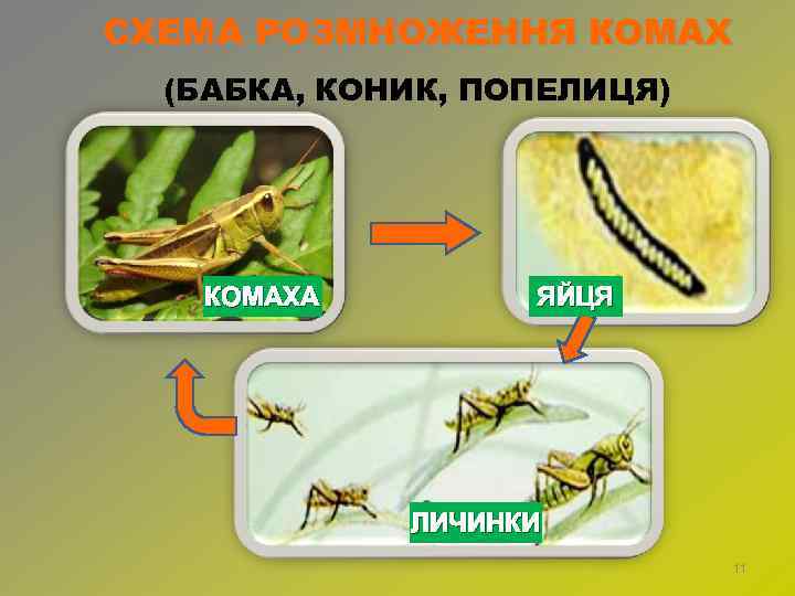 СХЕМА РОЗМНОЖЕННЯ КОМАХ (БАБКА, КОНИК, ПОПЕЛИЦЯ) КОМАХА ЯЙЦЯ ЛИЧИНКИ 11 