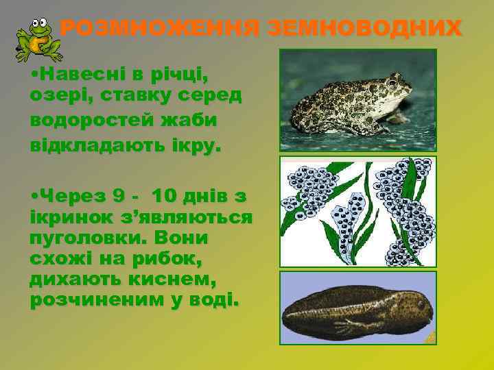 РОЗМНОЖЕННЯ ЗЕМНОВОДНИХ • Навесні в річці, озері, ставку серед водоростей жаби відкладають ікру. •