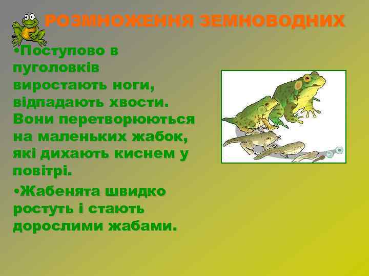 РОЗМНОЖЕННЯ ЗЕМНОВОДНИХ • Поступово в пуголовків виростають ноги, відпадають хвости. Вони перетворюються на маленьких