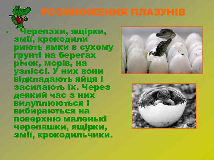 РОЗМНОЖЕННЯ ПЛАЗУНІВ • Черепахи, ящірки, змії, крокодили риють ямки в сухому грунті на берегах