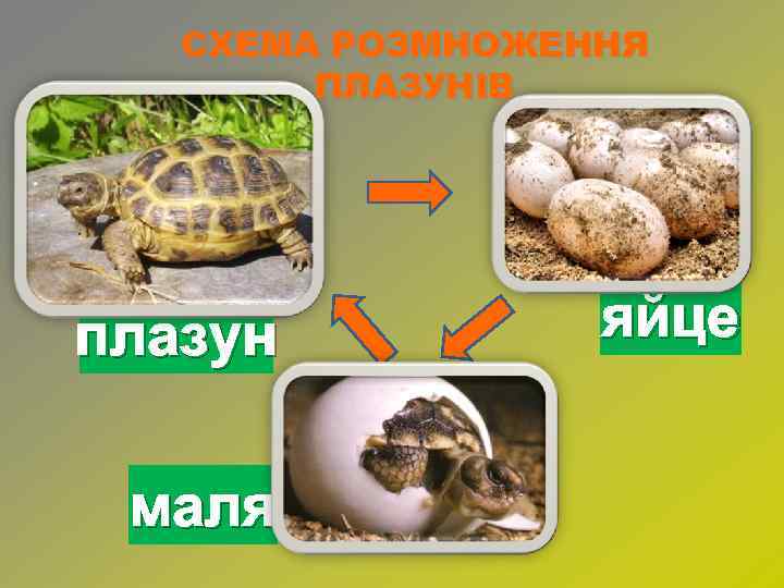 СХЕМА РОЗМНОЖЕННЯ ПЛАЗУНІВ плазун маля яйце 