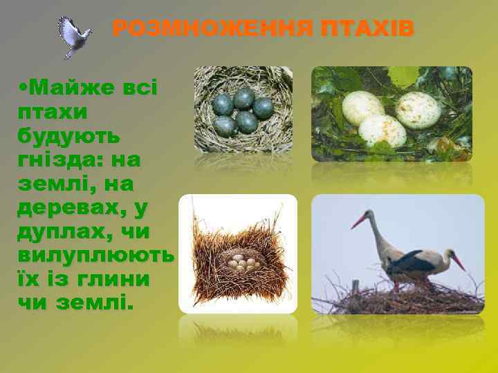 РОЗМНОЖЕННЯ ПТАХІВ • Майже всі птахи будують гнізда: на землі, на деревах, у дуплах,