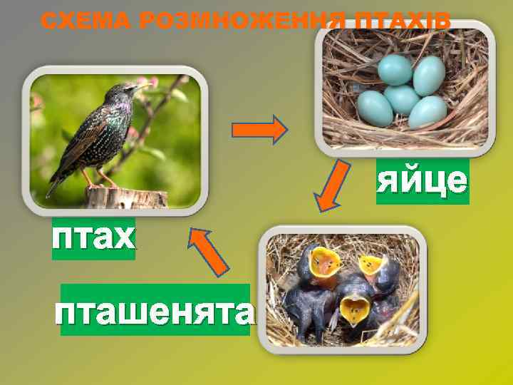 СХЕМА РОЗМНОЖЕННЯ ПТАХІВ яйце птах пташенята 