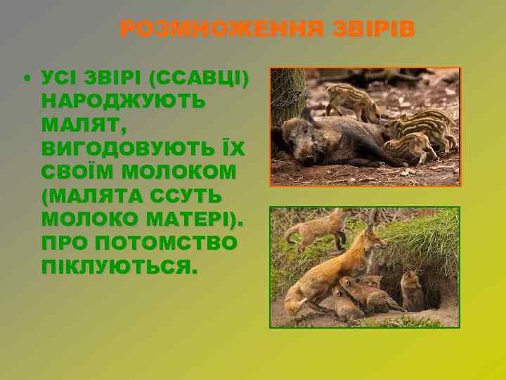 РОЗМНОЖЕННЯ ЗВІРІВ • УСІ ЗВІРІ (ССАВЦІ) НАРОДЖУЮТЬ МАЛЯТ, ВИГОДОВУЮТЬ ЇХ СВОЇМ МОЛОКОМ (МАЛЯТА ССУТЬ