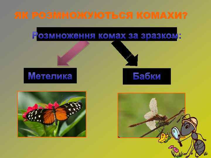 ЯК РОЗМНОЖУЮТЬСЯ КОМАХИ? Розмноження комах за зразком: Метелика Бабки 