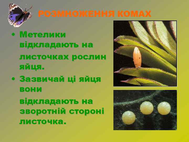 РОЗМНОЖЕННЯ КОМАХ • Метелики відкладають на листочках рослин яйця. • Зазвичай ці яйця вони