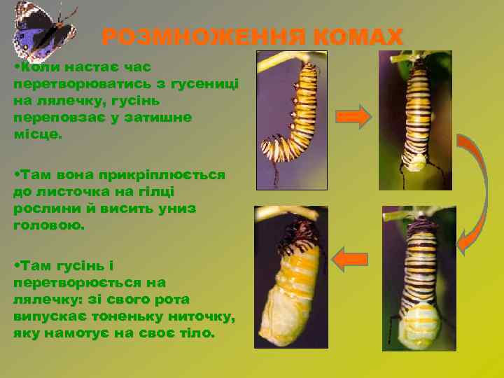 РОЗМНОЖЕННЯ КОМАХ • Коли настає час перетворюватись з гусениці на лялечку, гусінь переповзає у