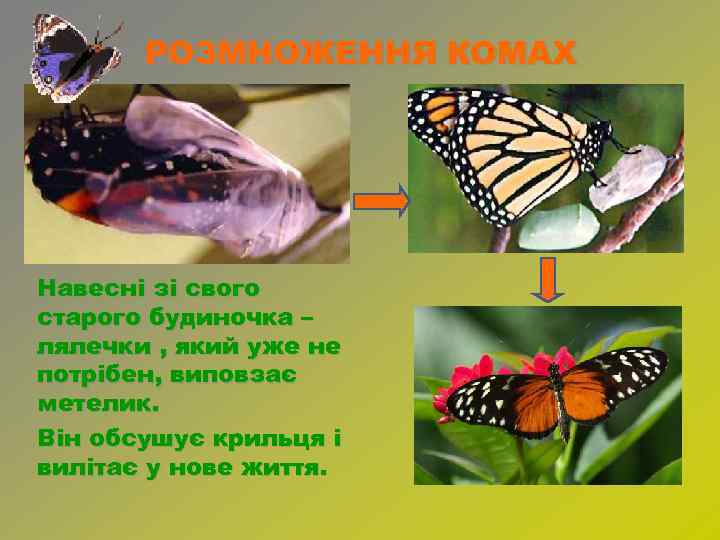 РОЗМНОЖЕННЯ КОМАХ Навесні зі свого старого будиночка – лялечки , який уже не потрібен,