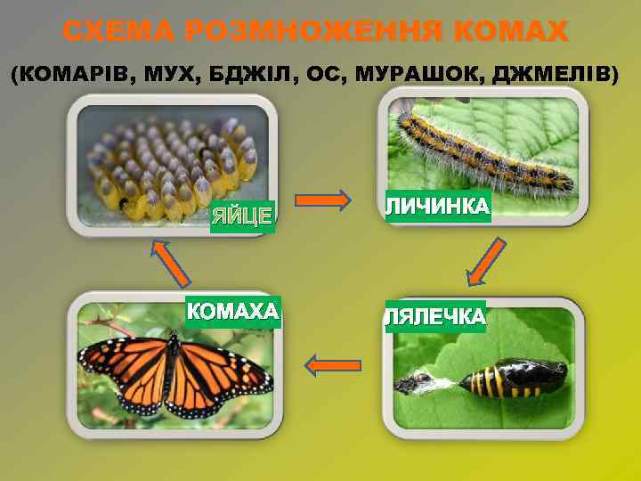 СХЕМА РОЗМНОЖЕННЯ КОМАХ (КОМАРІВ, МУХ, БДЖІЛ, ОС, МУРАШОК, ДЖМЕЛІВ) ЯЙЦЕ КОМАХА ЛИЧИНКА ЛЯЛЕЧКА 