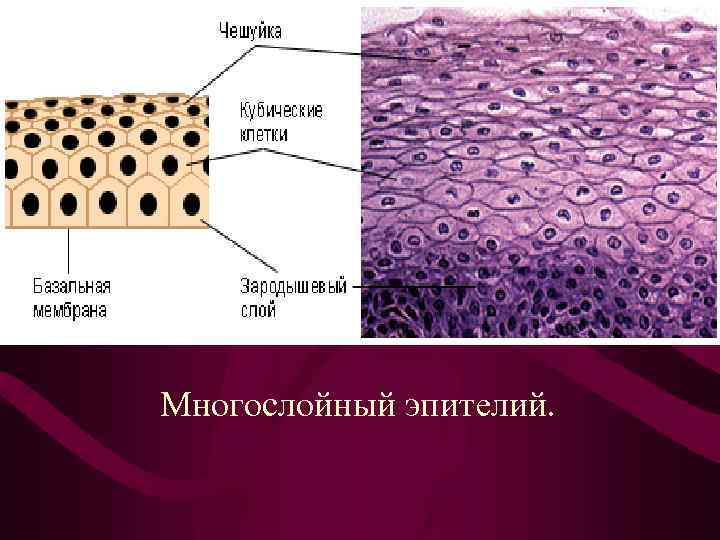 Многослойный эпителий. 