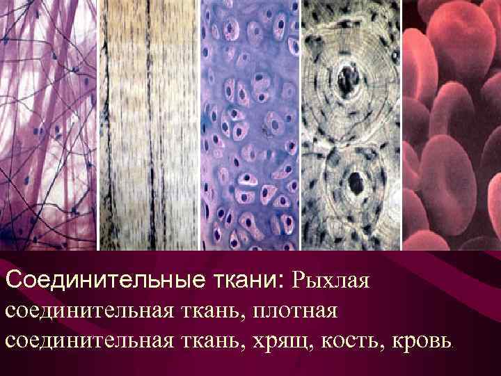 Соединительные ткани: Рыхлая соединительная ткань, плотная соединительная ткань, хрящ, кость, кровь . 