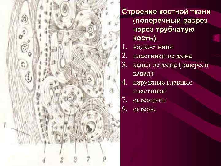 Костная ткань строение рисунок